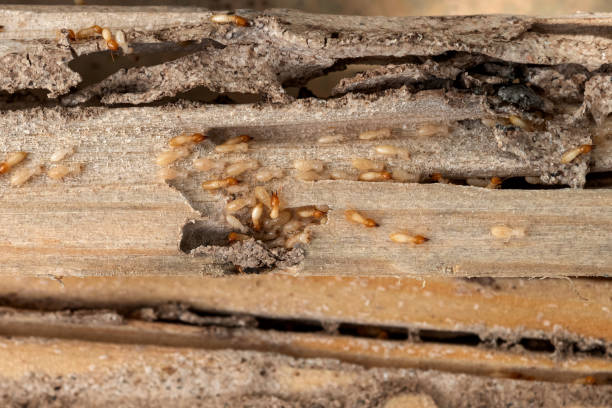 Best Best Pest Control Companies  in Pine Ridge, PA